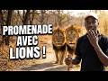 Voilà comment les lions réagissent à la promenade 😱