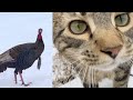 Are Wild Turkeys afraid of a housecat?