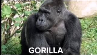 funny monke sounds