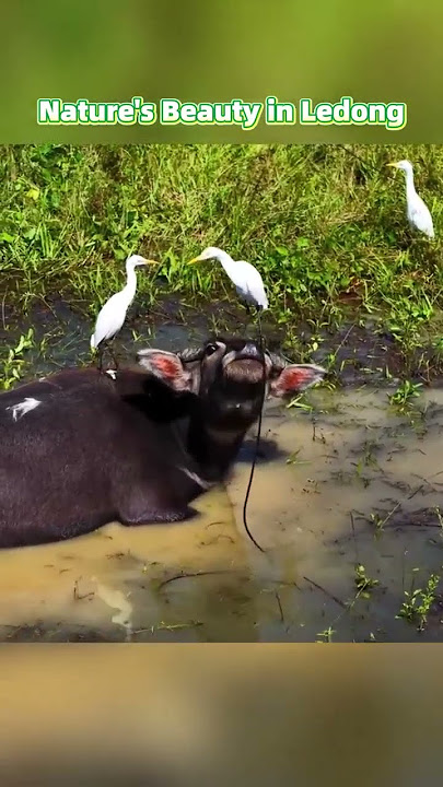 Nature's Beauty in Ledong 🌄