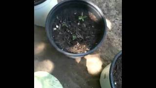 Day 2 marigolds