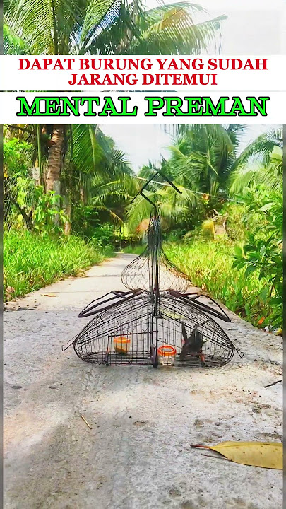 Pancingan Suara Burung prenjak gacor #burung #kicauburunglovebird #kicaumania #lovebirdkicau #kicaum