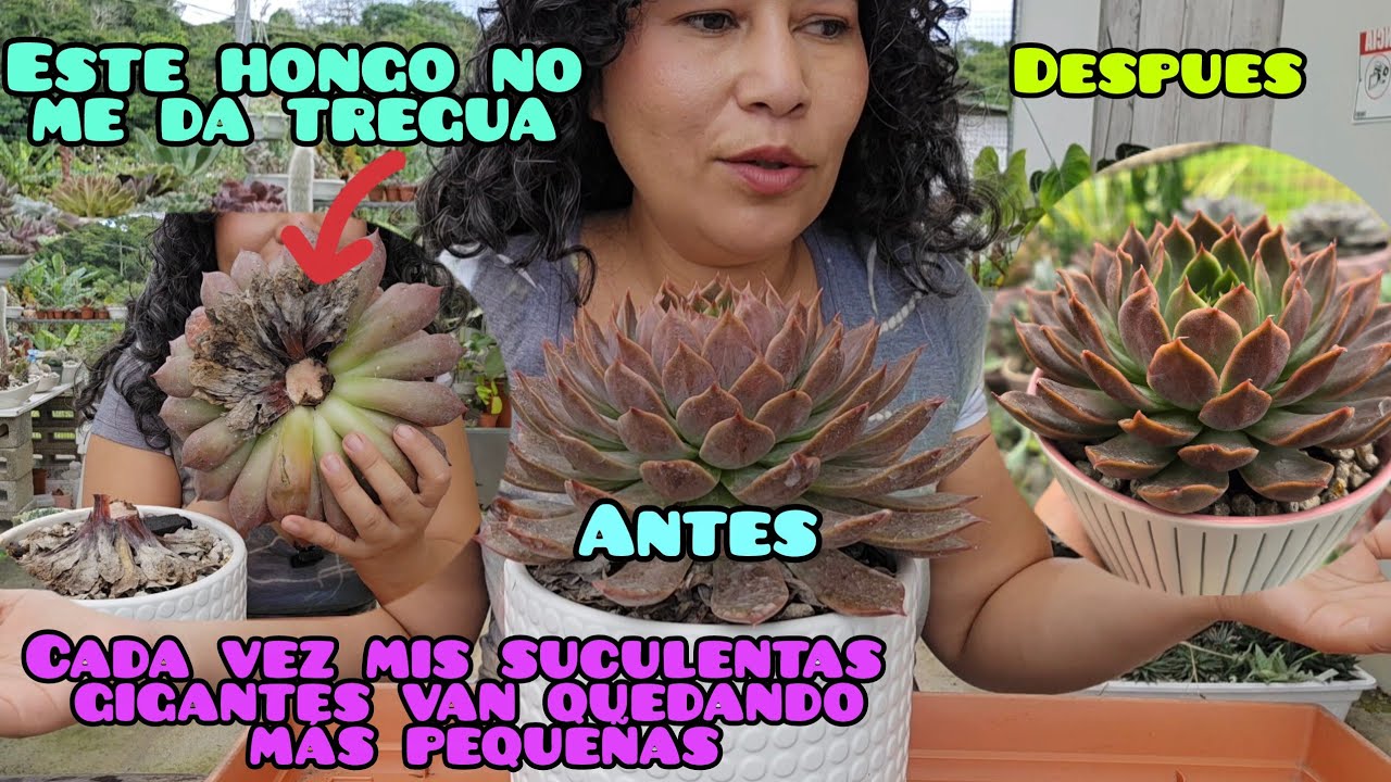 Hacerle esto a mis suculentas me pone triste / Cómo rescato mis suculentas de hongos terribles