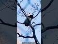 🐼 Giant Pandas #2 🐼 | The Adorable Creature of Central China (Sichuan, Shaanxi & Gansu Provinces) 🐼