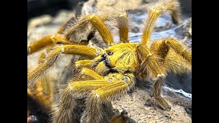 Pterimochilus murinus, OBT Pairing of our large female