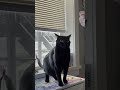 Check out my new video, my cat does 10 tricks for 10 subscribers..... woah. #cat