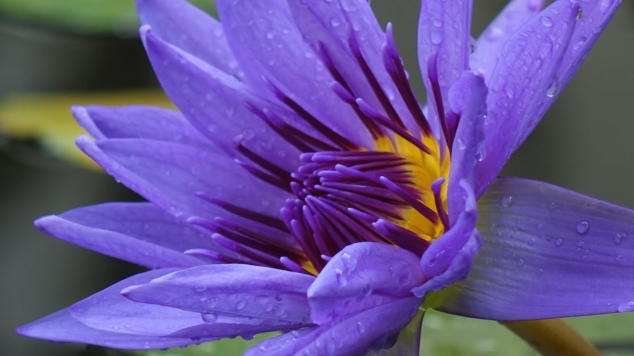 Ho'oponopono 108 repetições para o "Sebastião"