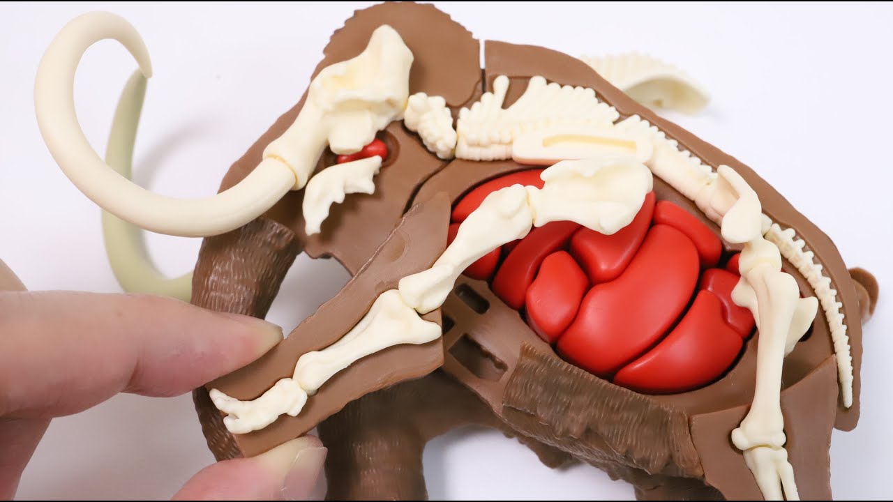 新品　 Maximus Mammoth マンモス Mammoth Reproduction Puzzle Dismantling Puzzle Science - YouTube