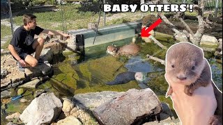 BABY OTTERS FOUND IN HIDDEN POND !