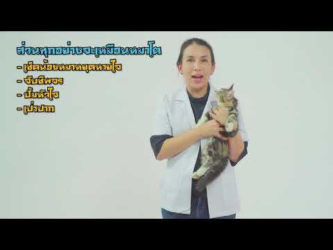 วีดีโอ: CPR สำหรับแมวและลูกแมว - วิดีโอและบทความ