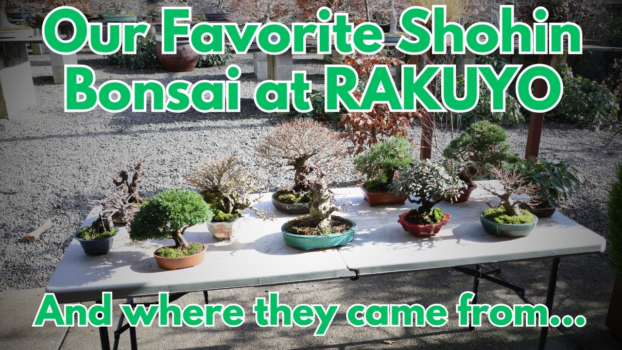 Our favorite Shohin Bonsai at Rakuyo... and where they came from!