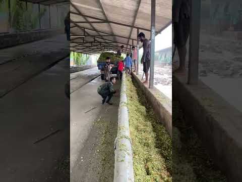 Vídeo: He de recollir flors de les patates o no?