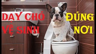 DẠY CHÓ ĐI VỆ SINH