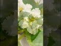 Sky Diver Sport African violet plant, Saintpaulia plant of the day