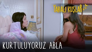 Kurtuluyoruz Abla Yaralı Kuşlar 91 Bölüm English And Spanish