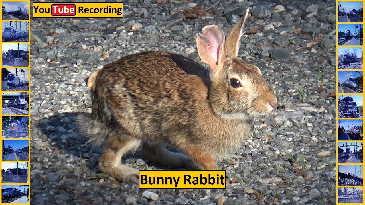 Bunny Rabbit - YouTube Recording - YouTube