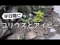半日陰で育つコリウスやアイビーを外周に植えました