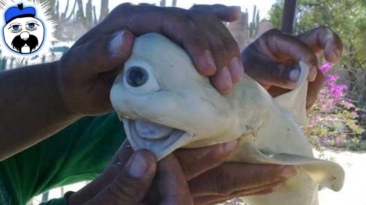 bizarre love triangle lyrics 10 Freakiest Animal Mutations Ever