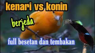 Masteran kenari vs konin ber jeda full tembakan .. cocok buat masteran burung kicau