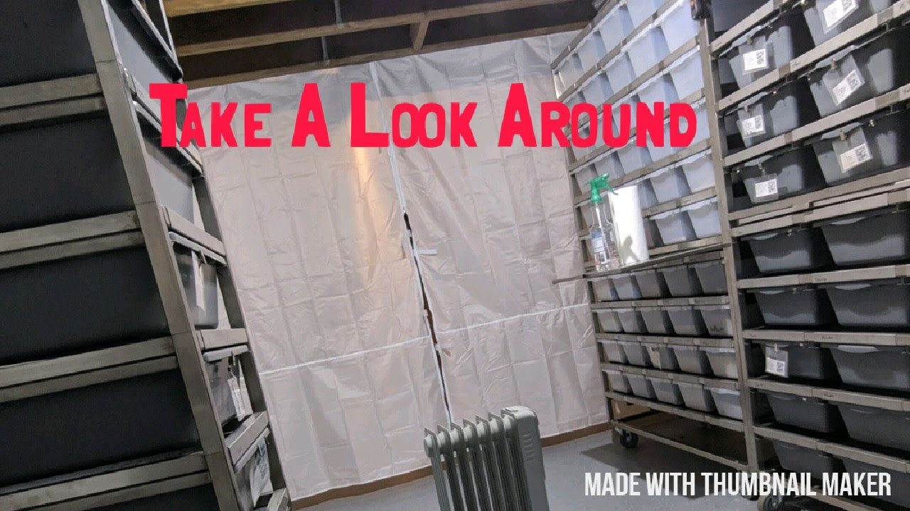 ball python breeders in ohio Temporary Room Tour