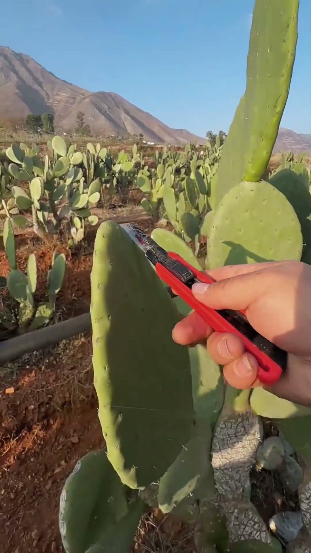 Cactus growing process