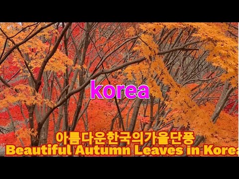 세계최고 한국의가을단풍.         The Worlds Best Autumn Leaves in Korea世界最佳韩国秋天的枫叶