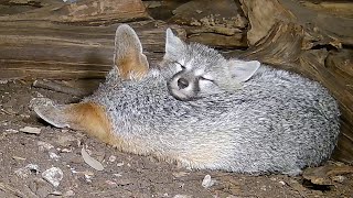 Gray Fox Family Part 9 - A Party In The Den For Dolly & Frances