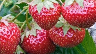 138. Клубника в теплице. Первые ягоды.