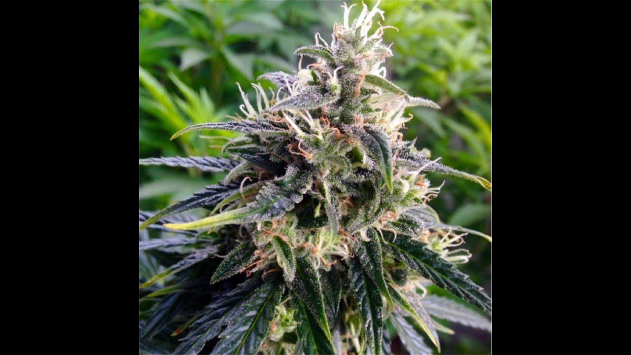 Blinding Lights Smoking Northern Lights Whole Flower on My Birthday before The Weeknd 23.9% THC