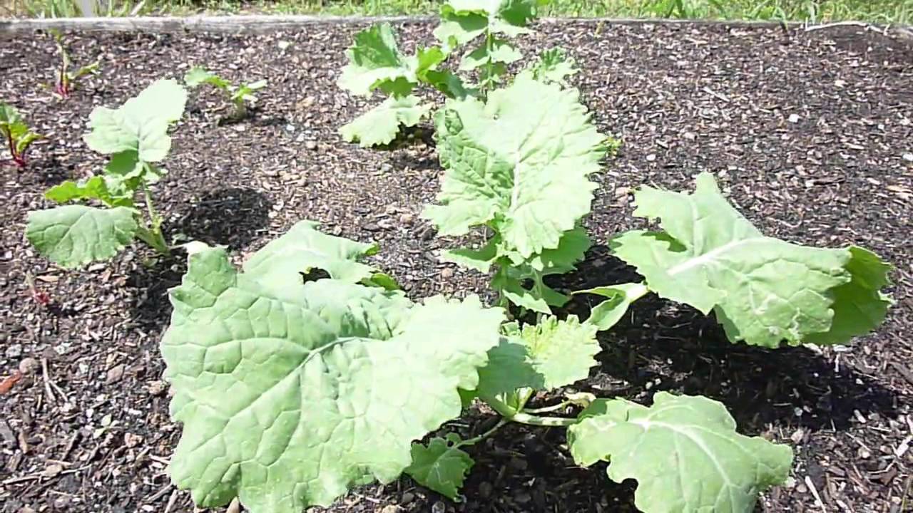 Grow Kale Dwarf Siberian Part 1 YouTube