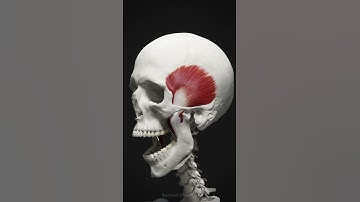 The primary muscles of mastication