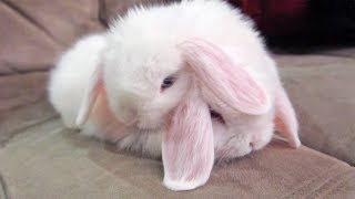 Bunny Best Friends - Too Cute! by My BB Bunny 128,484 views 6 years ago 2 minutes, 32 seconds