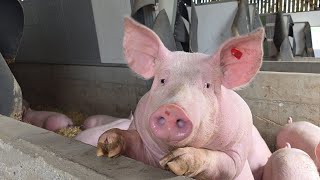 Im Schweinestall