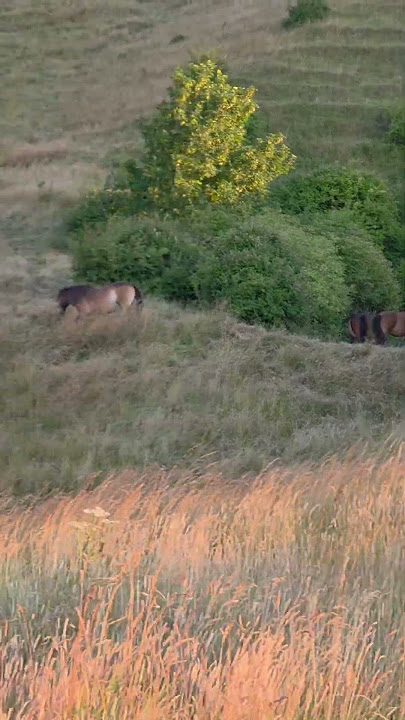 Amazing Ponies Blending Into Nature!