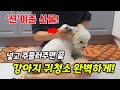 강아지 귓병을 99.9% 예방하는 완벽한 귀청소법, 귀관리법【강아지귀청소, 강아지귓병, 】