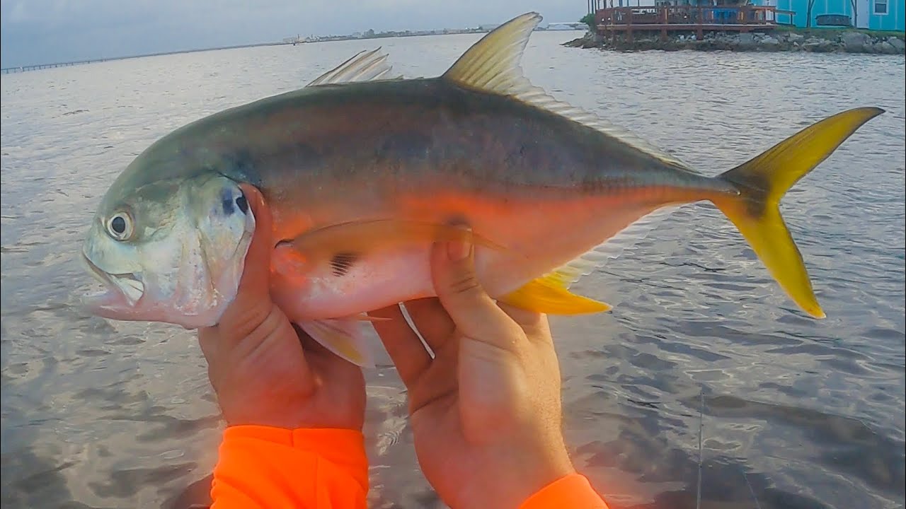 Avoiding Red Tide While Fishing Tampa Bay