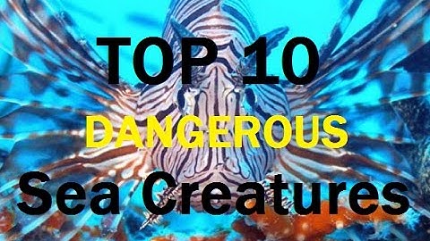 Top 10 Dangerous SEA CREATURES - by Kevin Hunter