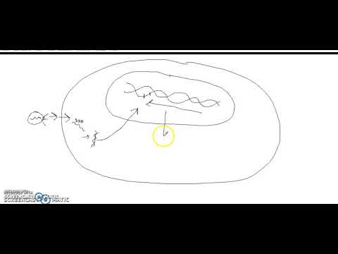 Replicazione Virus a DNA