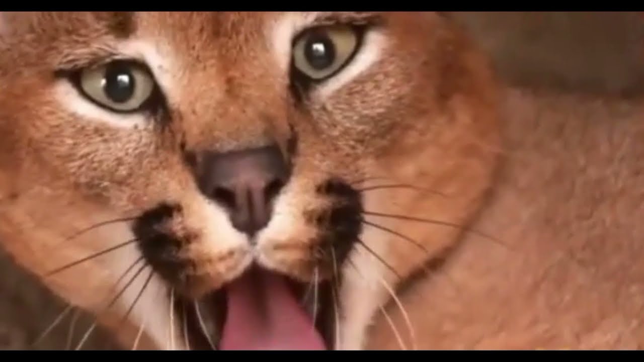 gato salvaje caracal｜Pesquisa do TikTok