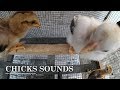 1 HOUR OF CHICKS CHIRPING SOUNDS