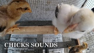 1 HOUR OF CHICKS CHIRPING SOUNDS