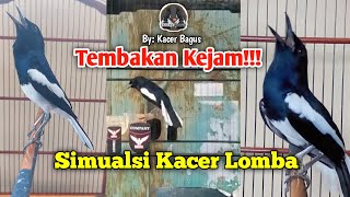 Simulasi Kacer Lomba | Gacor Tembakan Keras!!! Memancing Emosi Lawan Buka Ekor On Konslet Full Isian