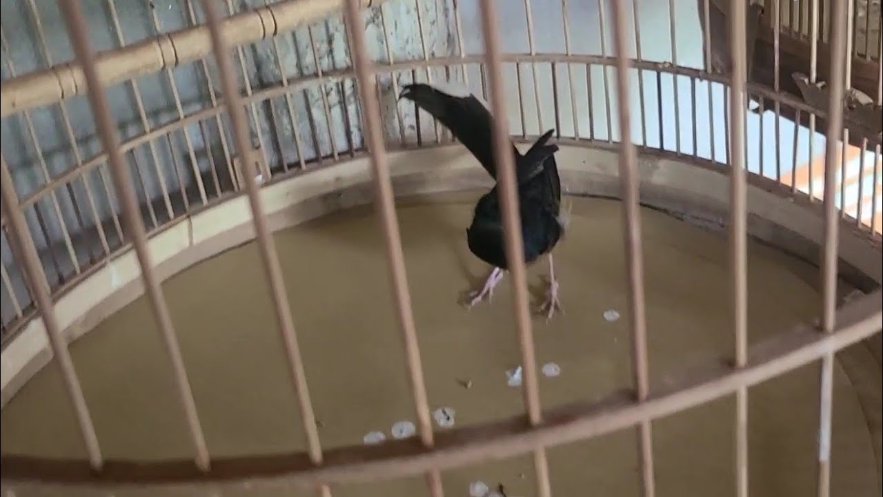 cách chữa choè lửa đi ỉa phân trắng bỏ cám