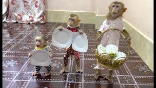 3 Siblings Walk Carry Big Basket Of Guava To Mom To Slice For Their Dessert Treat ,