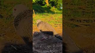 Tiếng cu gáy kích bổi #cu #birds #tiengcugaytapmoikichboi