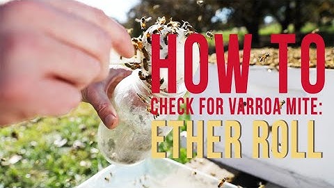 How to check for varroa mite: ETHER ROLL