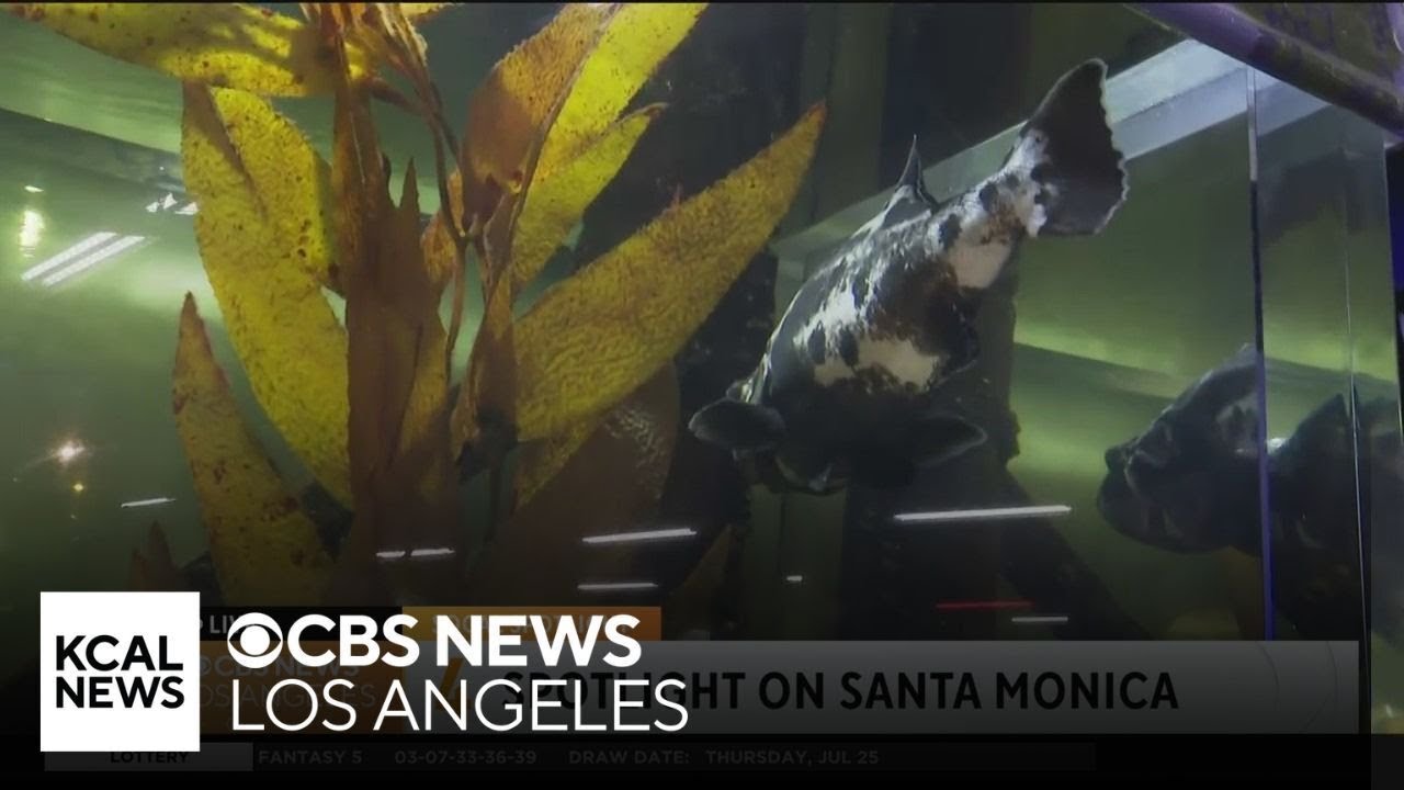 Heal the Bay Aquarium SoCal Spotlight YouTube