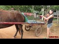 Animal Zone Show | Wow Amazing Cute girl can riding horse / Horse with Girl for training.
