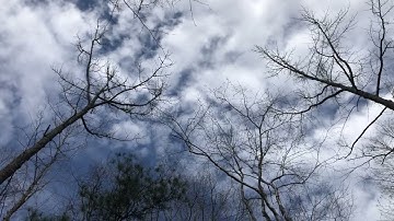 In Memory of Grandma - Ella’s Hummingbird Garden (Initial Plot)