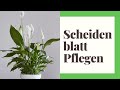 Scheidenblatt Pflegen - So geht's